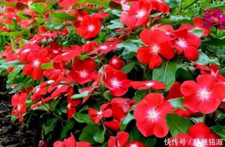 家里几款花卉，耐旱又耐晒，镇宅开运，寓意超好的