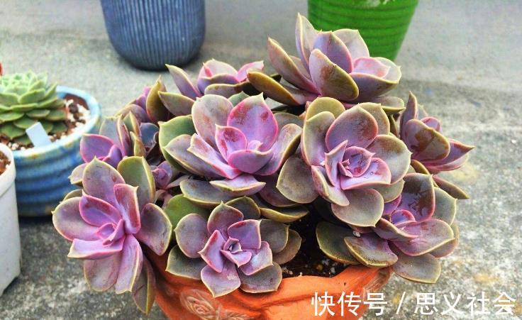 花土|多注意这3点，盆栽多肉紫珍珠，夏季茎叶根不化水腐烂