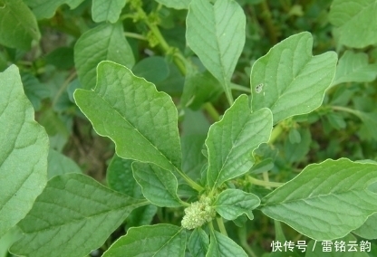 目赤咽痛|农村这4大治病野菜，功效强，吃了是宝，不吃是草，聪明人都在吃