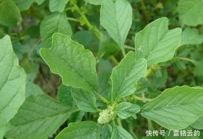 目赤咽痛|农村这4大治病野菜,功效强,吃了是宝,不吃是草,聪明人都在吃