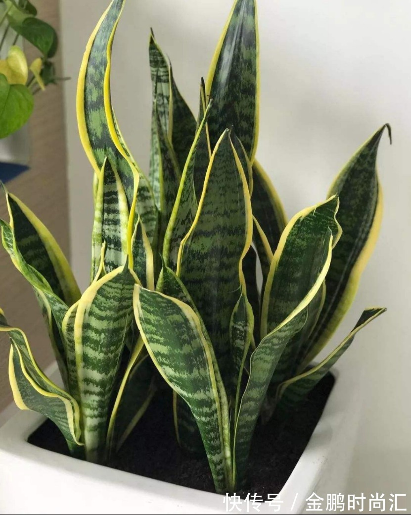 最适合卧室摆放的9种植物，清新素雅，安全无毒，还特好养活