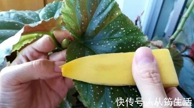 叶子|它是天然叶面肥,一擦一喷,叶子比打了蜡还亮!