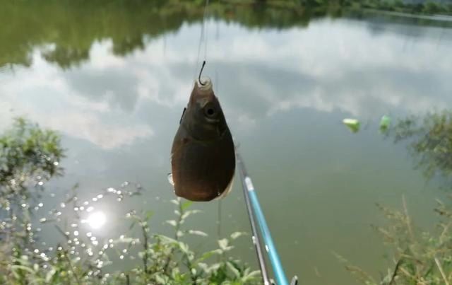 鱼情|高温天垂钓不宜用蚯蚓实践出真知,“万能饵”并非浪得虚名