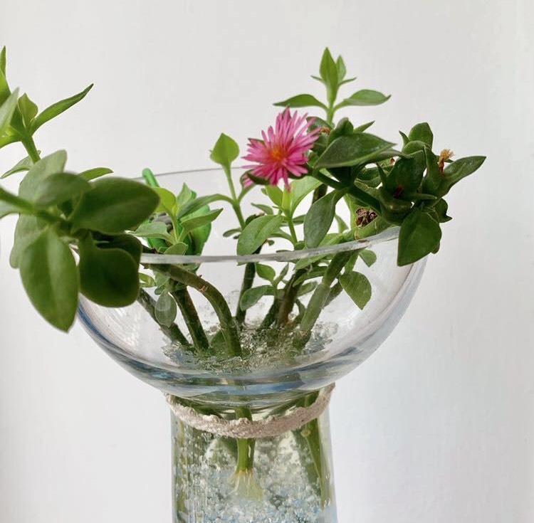 有“一些花”很好养活，给点水就能长，开花长叶很旺盛