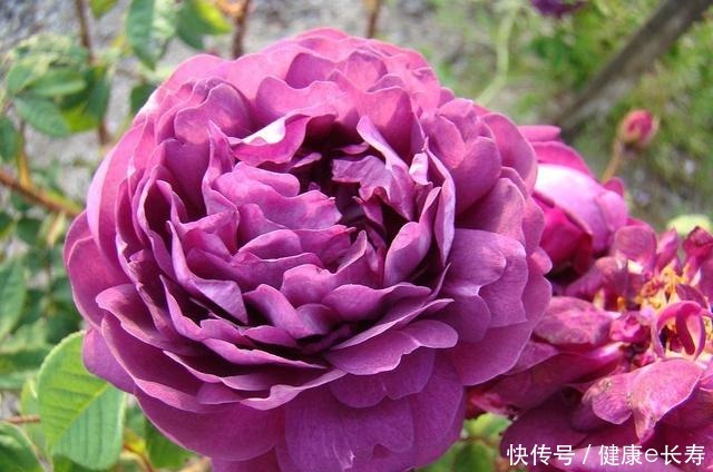 25个抗性超好的月季品种,又好养开花有多,新手好养适合盆栽!