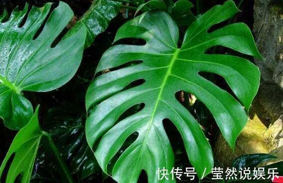 虎皮兰|张先生“别的花”不养,只养此“4种”,难怪他家“越过越好”!