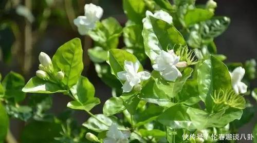 营养液|最厉害的养花营养液给茉莉花喝一勺,叶子翠绿,一盆开花100朵
