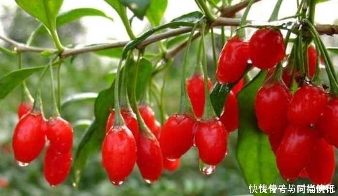 延缓衰老|晚上睡前吃5粒枸杞,坚持一个月,4个好处“不请自来”,拿走不谢