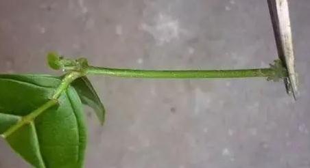 3种花现在扦插还不晚,剪个枝插盆里,生根快成活率高