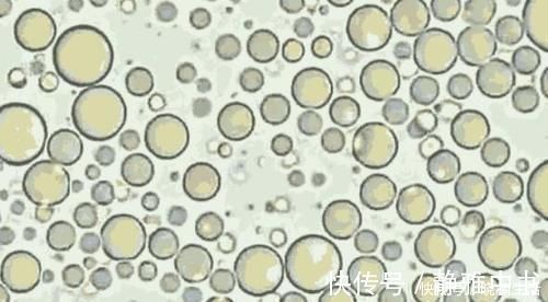 母乳|母乳被放大1000倍，在显微镜下“活了”，纯净程度不一般