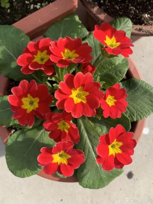 10种“稀罕花”，连名字都认不全，竟然拼命掏钱买