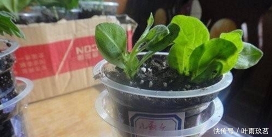 保湿|很好养的6种花草,扦插生根快,花儿开成团,漂亮易养活