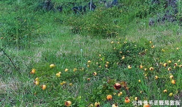 采摘|果实长满了小刺，却香甜如蜜糖，现在正逢采摘季节，别错过