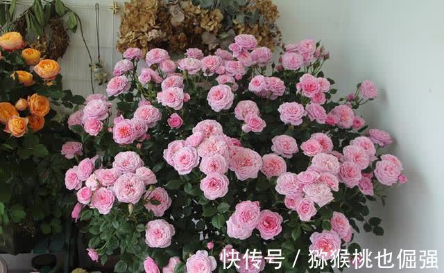 香雪兰|鲜花家里放，花旺“人不旺”，养花4个坑，人不健康，家不旺