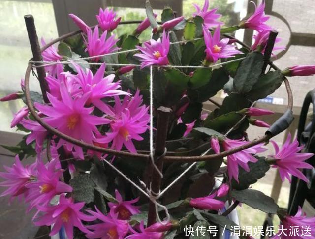 浇水|夏季温度高,养蟹爪兰“有技巧”,把“3件事”做好,长势快2倍!