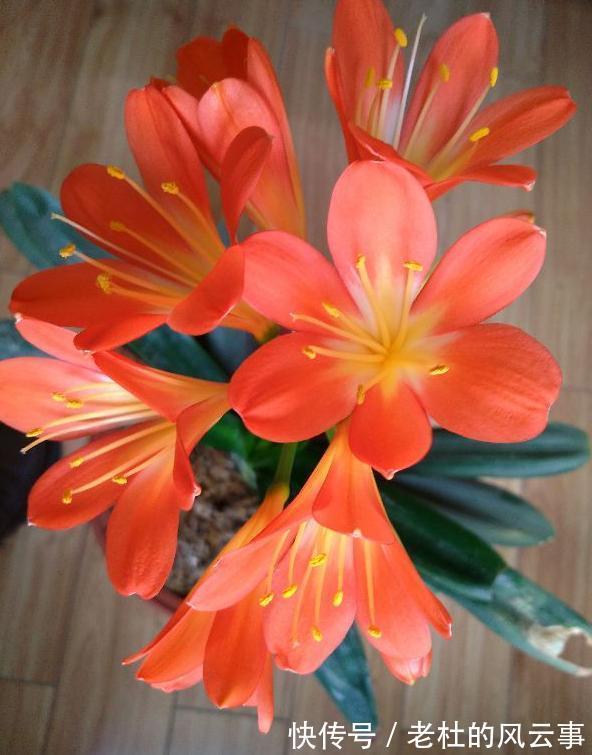 君子兰还不开花现在“虐一虐”,春节“乖乖”开花,吉祥又喜庆