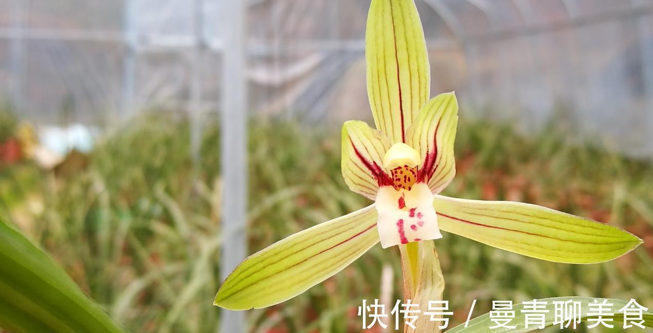 种活兰花不难,养好兰花却不易,十分钟读懂兰花该如何养护