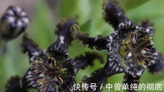 夜皇后|盘点:20种世界上最黑的花,黑的美,黑的妙,黑的呱呱叫