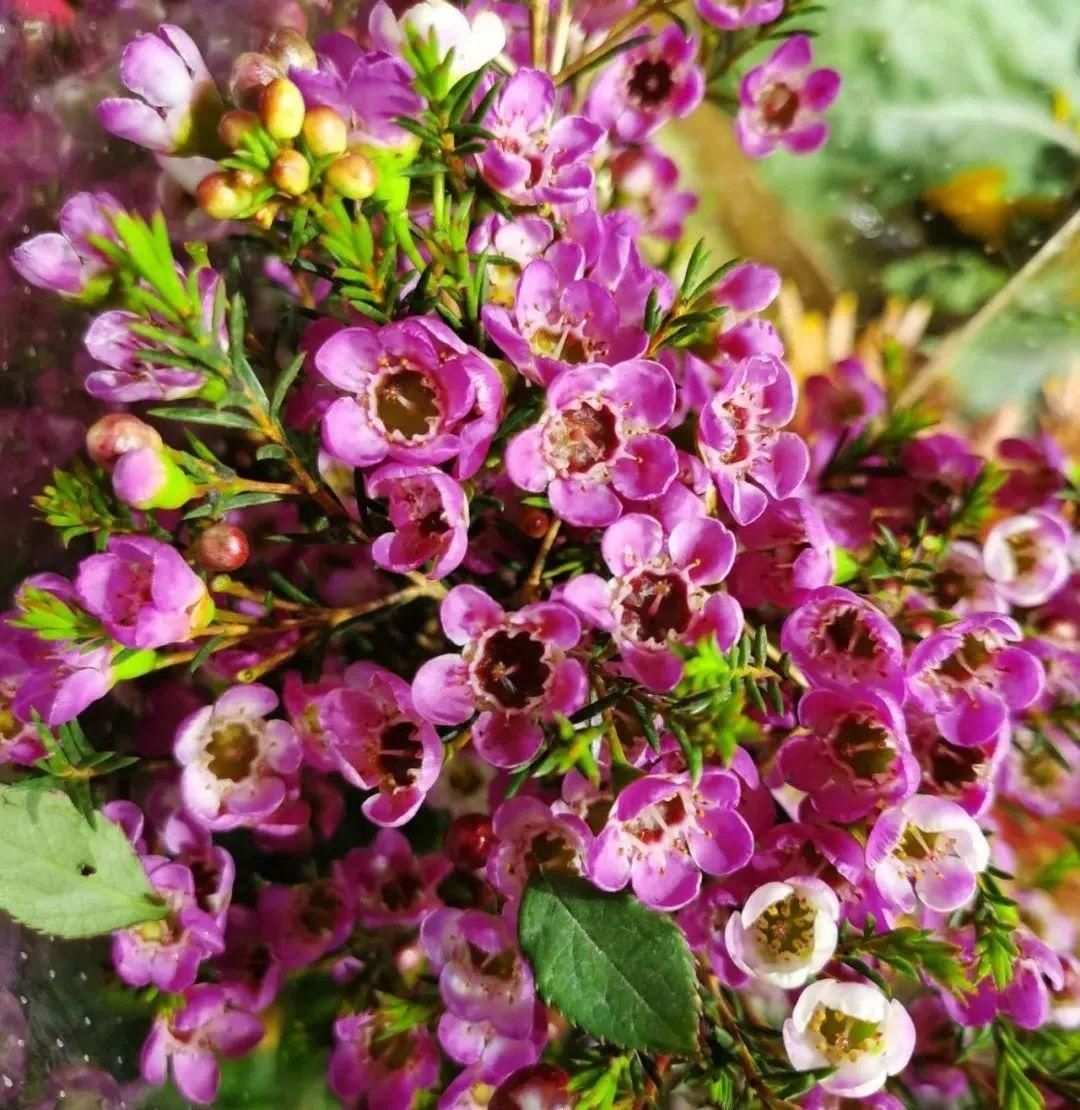 花市散发浓浓年味，这家店天天上新“应景”花！