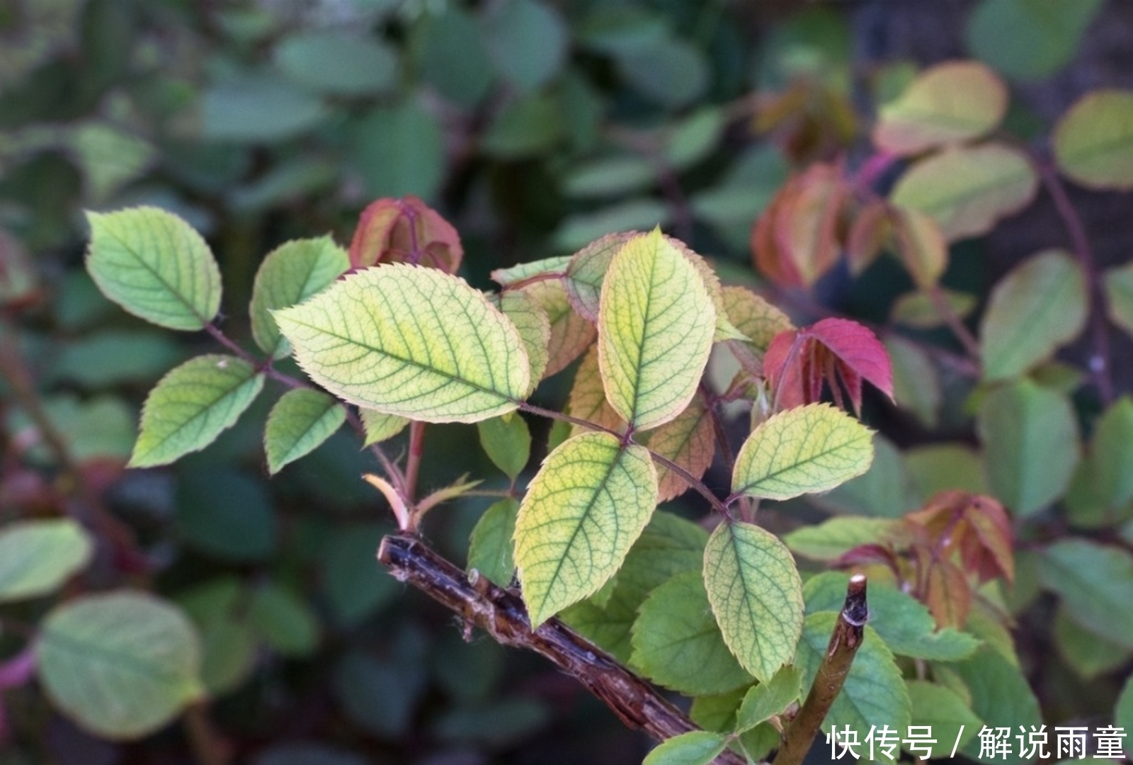 如何让月季变得更加粗壮?月季壮苗大法,让月季苗壮、花多、枝粗