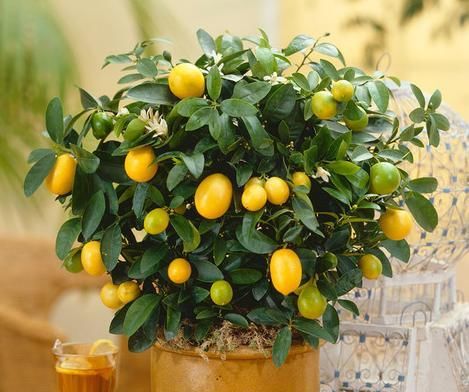 室内养殖花草，该注意哪些？挑选什么品种合适？