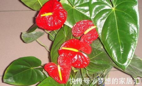米兰米兰|养花试试这几款，不能暴晒，容易导致僵苗不长甚至出现黄叶的情况