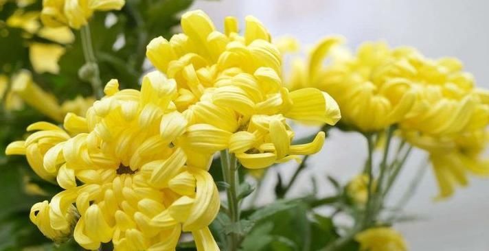 菊花和此物泡水喝,排出黑臭宿便,肠胃好了,身体更健康