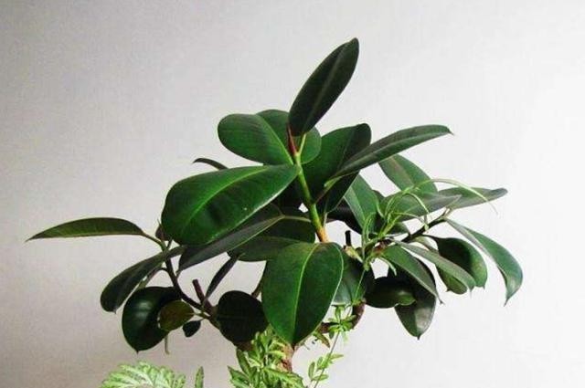 橡皮树还要买肥料?半年埋点“小豆子”,蹭蹭长新叶,又大又亮!