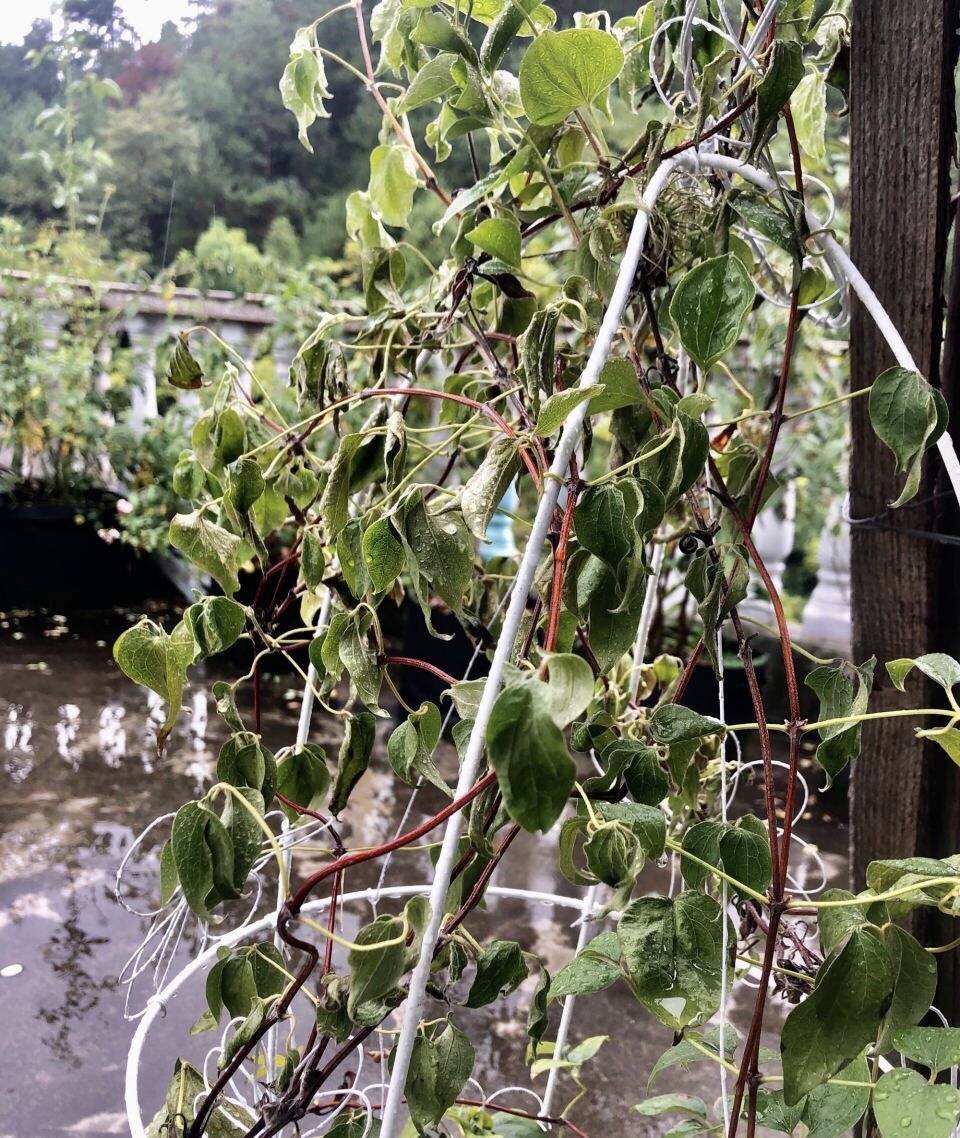 植物|养不好5种植物，就要赶紧“跳坑”，不然买多少、死多少