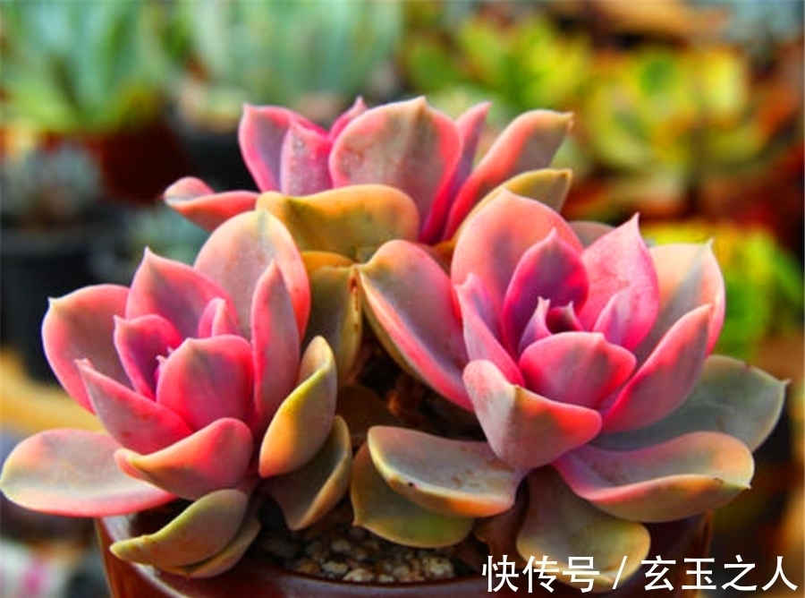 多肉紫珍珠不但容易养成老桩,学会3妙招,还能饱满肥厚粉紫高贵