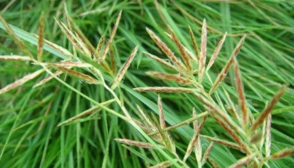 香附子|农村不起眼的野草,竟然是一味治病的民间好中药,你认识吗