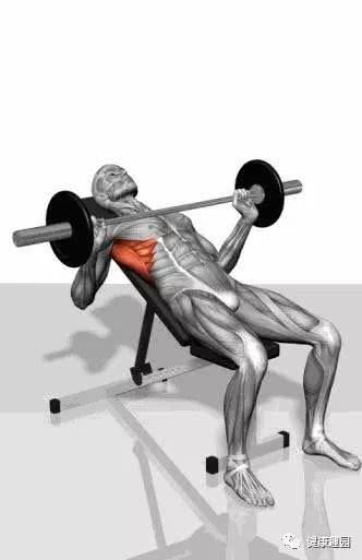肱三头肌|肌肉群锻炼动作示意图，想练什么对号入座！