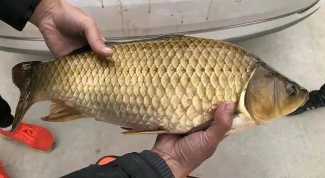 钓鲫鱼出现这七种漂相,都是鱼口,一抓一个准