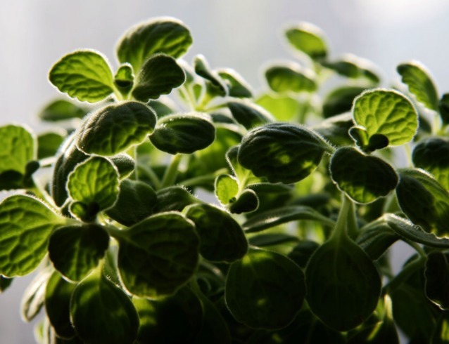 随便插个枝就能养活的几种花卉,不用管就能爆盆,简单又好养