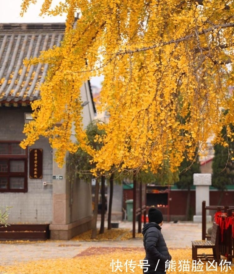 城阳这座千年古寺，有棵银杏美出天际！