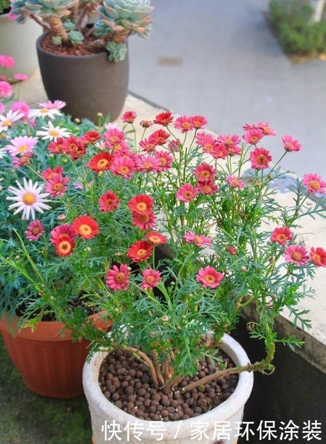 浇水|6种花,最怕热,30度就黄叶,再乱浇水,容易“烂根”