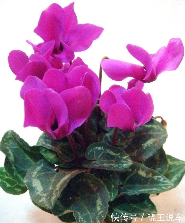 调整仙客来花期的五种方法