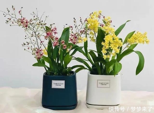 冬天家里气味难闻？就养这4种香味花，花香怡人，好看又好闻！