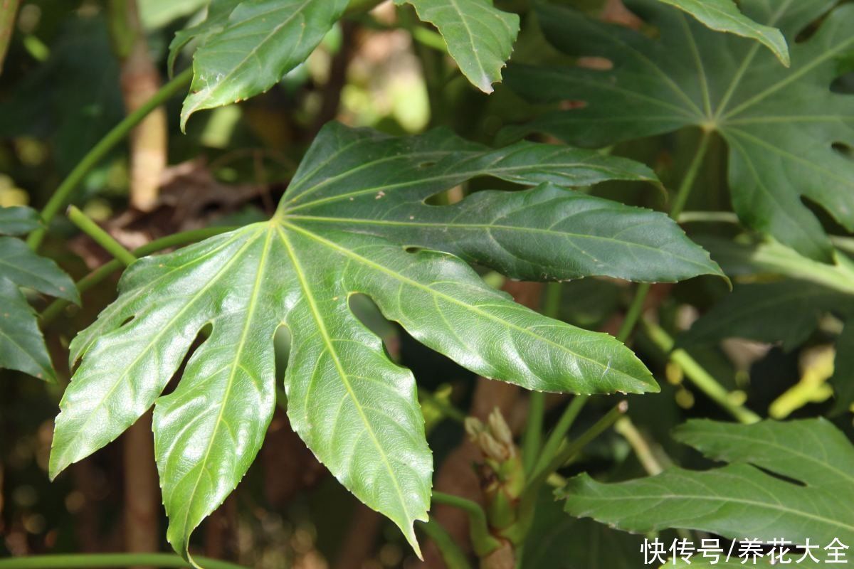 八角|家里养盆“八角金盘”,净化空气效果好,满屋子生机盎然