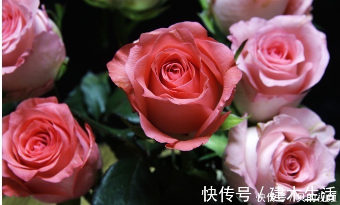 禁忌|玫瑰花泡茶有什么禁忌？喝玫瑰花茶有什么好处和功效？中医告诉你