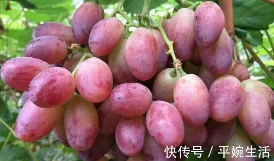 发育|此物被称为天然“安胎药”,孕妇多吃,益智安胎,孩子更聪明