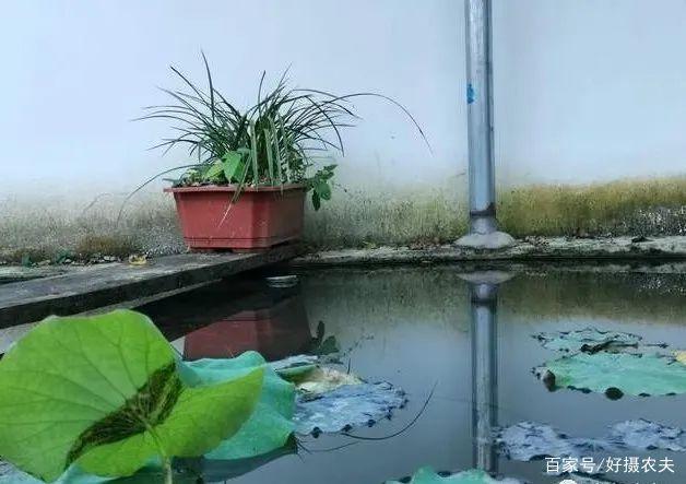 兰花换植料后,叶片有点萎蔫,是不服盆吗