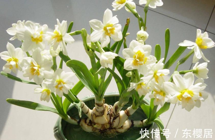 10种漂亮的年宵花,秋天养一盆正当时,绽放整个冬天,你养过几种