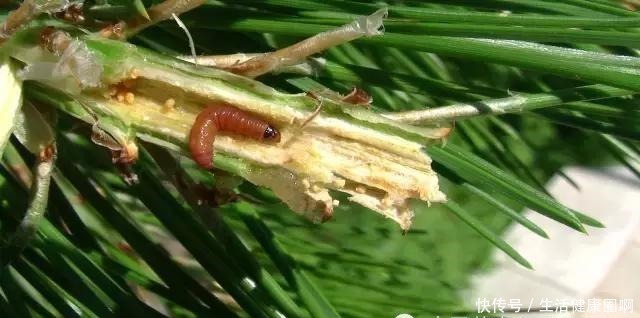 爱木盆景I 黑松家庭养护小记！