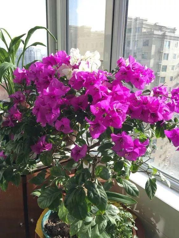 长寿月季花后赶紧剪一刀,剪完就开花,一直剪一直开!