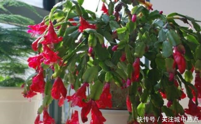 养蟹爪兰,入冬后3个地方不能放,否则影响开花!