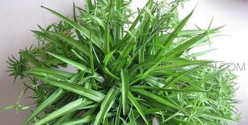 越来越多的养花人,用“它”来浇花,实用、啥都能养活