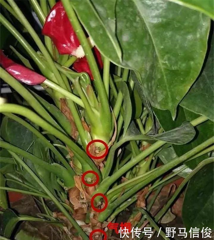 红掌|茉莉花扦插有机关,砍这一段枝条,插土里3天就活