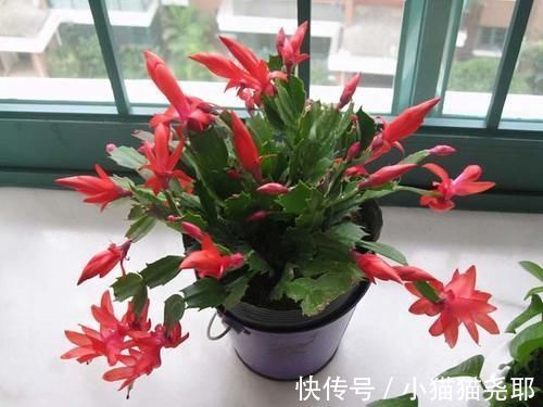 绿萝|5种花平时怕太阳晒,而到了冬天刚好相反,要多晒太阳