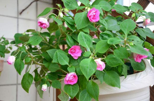 臭臭的却是“养花宝”,盆里用一点,新芽萌发快,不怕养不活!